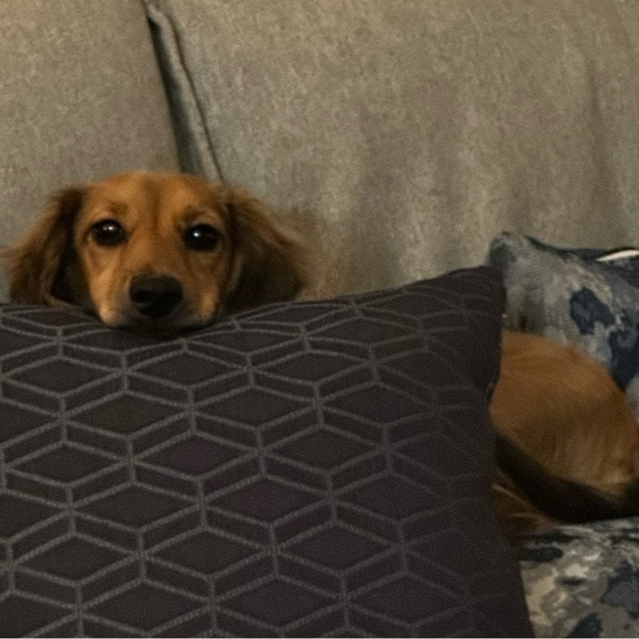 Meet your Posher, Frankie - Picture 1 of 1